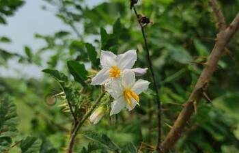 ফুলে ফুলে সেজেছে প্রকৃতি