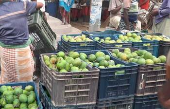 মৌসুমি ফলে ভরপুর রাজশাহীর পাইকারি বাজার