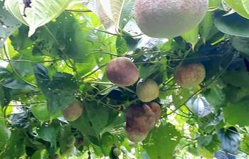 কৃষকদের নতুন স্বপ্ন দেখাচ্ছে ‘গাছ আলু’