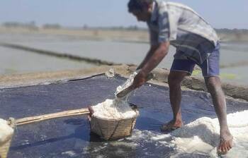 আশা নিয়ে মাঠে লবণ চাষিরা