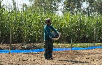 জিরায় স্বপ্ন বুনছেন সিরাজগঞ্জের পলাশ