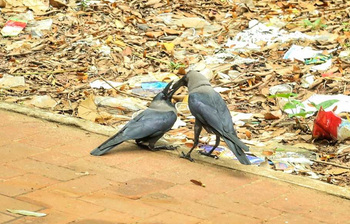 উদ্যান থেকে উৎখাত, স্মৃতির মাঠে ছড়িয়ে আছে শূন্যতা
