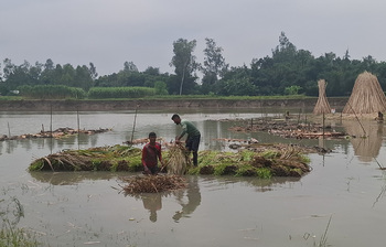 টাঙ্গাইলে পাটের বাম্পার ফলন, দামেও খুশি কৃষকরা