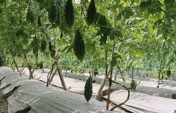 বিষমুক্ত সবজি চাষে বিপ্লব