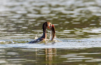 পরিযায়ী পাখির কলতানে মুখরিত উকড়ি বিল