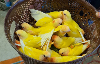 লাভবার্ডসের ব্রিডিং ফার্মে সফল প্রতিবন্ধী আরিফুজ্জামান