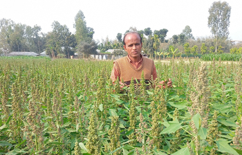 কিনোয়া চাষে সফল আমেরিকা প্রবাসী