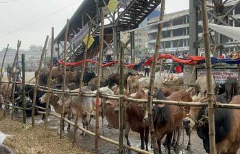 পশু থাকলেও ক্রেতা নেই শনিরআখড়ার হাটে