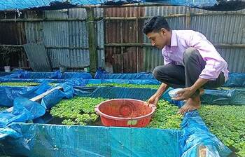 উঠানে রঙিন মাছ চাষ
