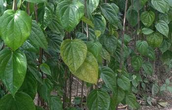 দেশব্যাপী বিখ্যাত বারৈয়াঢালার পান