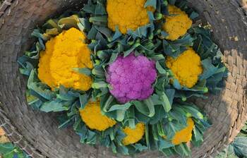 রঙিন কপিতে কৃষকের বাজিমাত