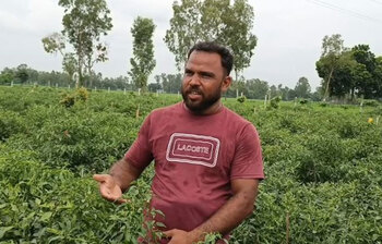 মরিচ চাষে বাজিমাত