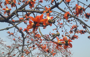 এ যেন শিমুলের লাল গালিচা