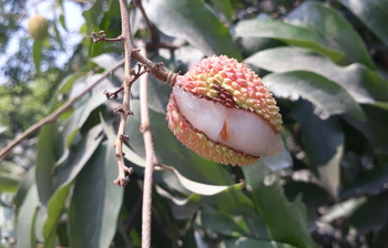তাপপ্রবাহে পুড়ছে লিচু