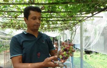 আঙুর চাষে সফল সরোয়ার