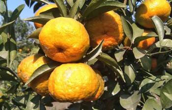 গাছে ঝুলছে রসালো কমলা