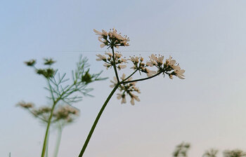 ধনিয়ায় সমৃদ্ধির স্বপ্ন শরীয়তপুরের কৃষকদের