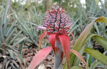 ময়মনসিংহে আনারসের বাম্পার ফলন