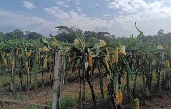 ড্রাগনে ভরপুর সজীবের শখের বাগান