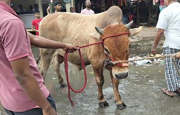 শনির আখড়া হাটে ঈদের আমেজ, হাঁকডাকে মুখর গরুর বাজার