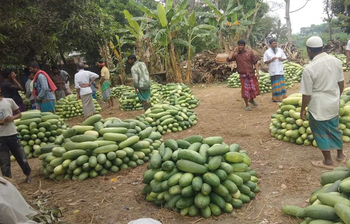 লোকসানে ফরিদপুরের বাঙ্গি চাষিরা