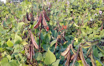 ডায়াবেটিস নিয়ন্ত্রণে সহায়ক শিম