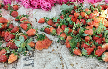 চাঁপাইনবাবগঞ্জে স্ট্রবেরি চাষে ঝুঁকছেন কৃষকেরা