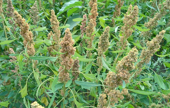 বিদেশি ‘কিনোয়া’ এখন মিরসরাইয়ে