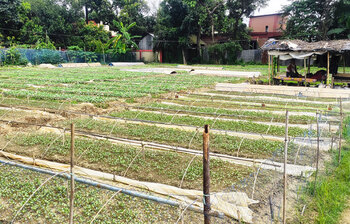 ২০ হেক্টর জমিতে উৎপাদন হচ্ছে সবজির চারা