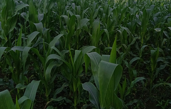 ভুট্টায় বদলেছে কৃষকের জীবন-জীবিকা