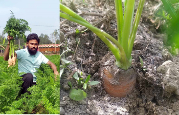 পরীক্ষামূলক গাজর চাষে সফল মিরসরাইয়ের নূর