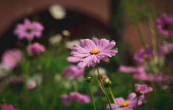 মেক্সিকান ফুলে সেজেছে জাবি ক্যাম্পাস