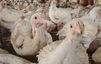 যে গ্রামের প্রতিটা বাড়িই মুরগির খামার