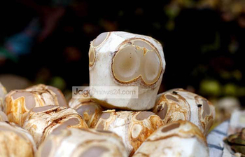 ডায়াবেটিস প্রতিরোধ করে তালের শাঁস