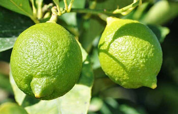 লেবুতে মিলবে যেসব উপকার