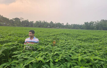 ২০০ একর জমিতে ধনিচা চাষ