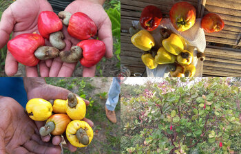 গাছে গাছে ঝুলছে রং-বেরঙের কাজুবাদাম