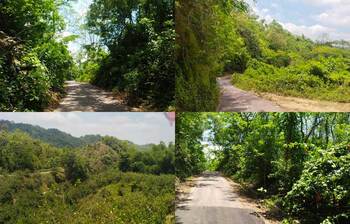 সবুজের সাজানো রাজ্য