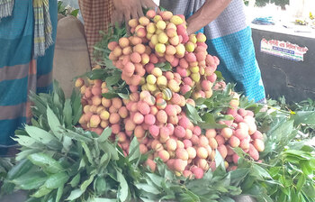 পুষ্টিগুণে ভরপুর লিচু