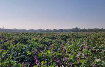লবণাক্ত জমিতে সবুজের সমারোহ