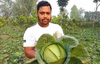 মাল্টা বাগানে বাঁধাকপি চাষ