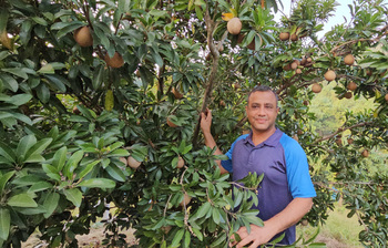 থোকায় থোকায় ঝুলছে থাই সফেদা