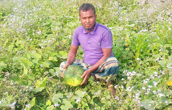 পতিত জমিতে মিষ্টি কুমড়ার বাম্পার ফলন