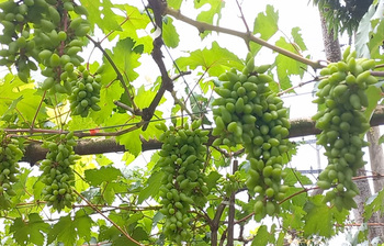 থোকায় থোকায় ঝুলছে আঙুর