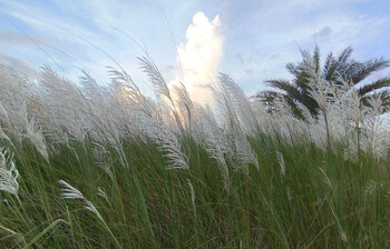 শুভ্রতা ছড়াচ্ছে শরতের কাশফুল