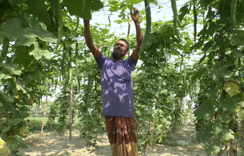 মাচায় ঝুলছে বাহারি সব সবজি