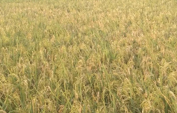 তীব্র গরমে নেই ধান কাটার লোক, সমস্যায় চাষিরা