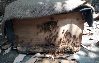 দিনাজপুরে মধু সংগ্রহে নীরব বিপ্লব