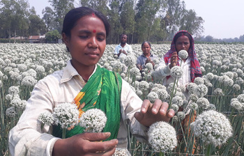 পেঁয়াজ বীজে স্বপ্ন বুনছেন দিনাজপুরের চাষিরা