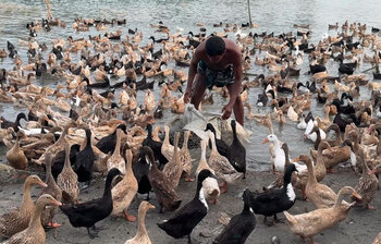 এ যেন হাঁসের রাজ্য